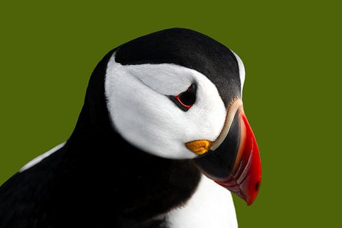 Portret van een papegaaiduiker