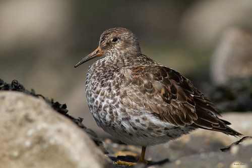 Purple Sandpiper