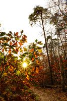 Herbstfarben im Wald