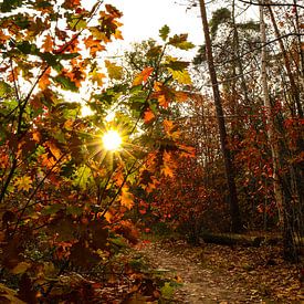 Herfstkleuren in het bos van Marloes Post