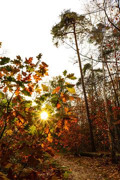 Herfstkleuren in het bos