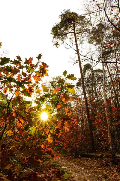 Herfstkleuren in het bos van Marloes Post