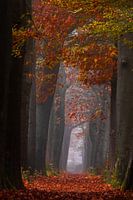 Carpet of Autumn