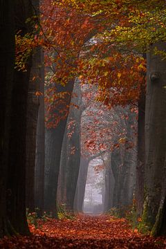 Carpet of Autumn von Rik Zwier