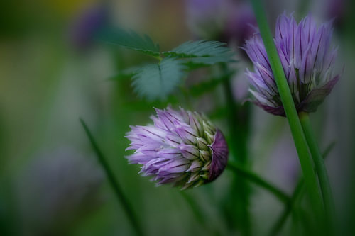 Violette Schnittlauchblüten, Makroaufnahme vor einem zartgrünen Hintergrund