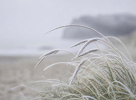 Nordisches Dünengras im Frost – Minimalistische Strandlandschaft