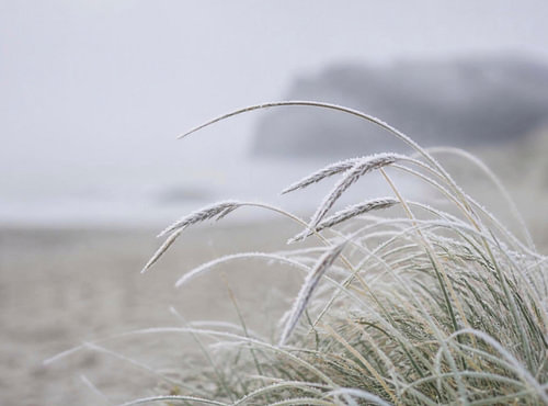Noords duingras in de vorst – Minimalistisch strandlandschap