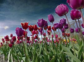 Maaie komt mei blommen,  noch net mei fruchten von Meindert de Boer