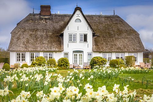 Fries huis met narcissen op Sylt