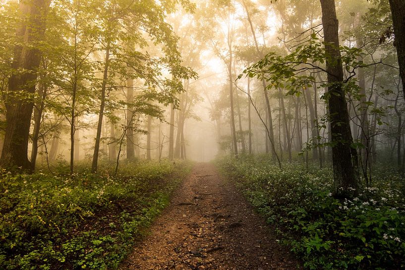 Waldpfad Foggy Woods, Nature Magick  von PI Creative Art