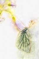 Schmetterling 4