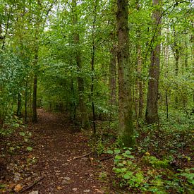 Fußweg durch den Wald von Hartsema fotografie