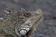 Groene leguaan (Iguana iguana) van Frank Heinen thumbnail