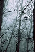 Branches