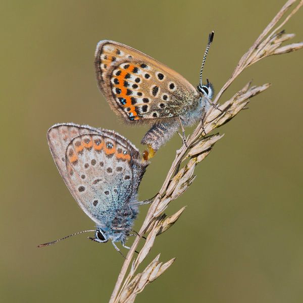 Heideblauwtje by Robert Westerhof