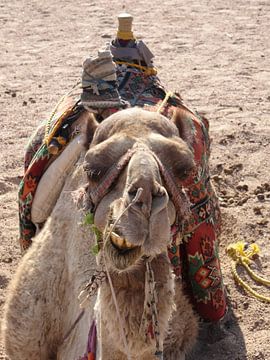 Kamel von Josef Rast Fotografie