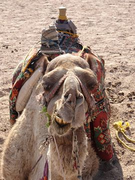 Camel by Josef Rast Fotografie