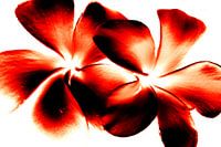 Red Twins