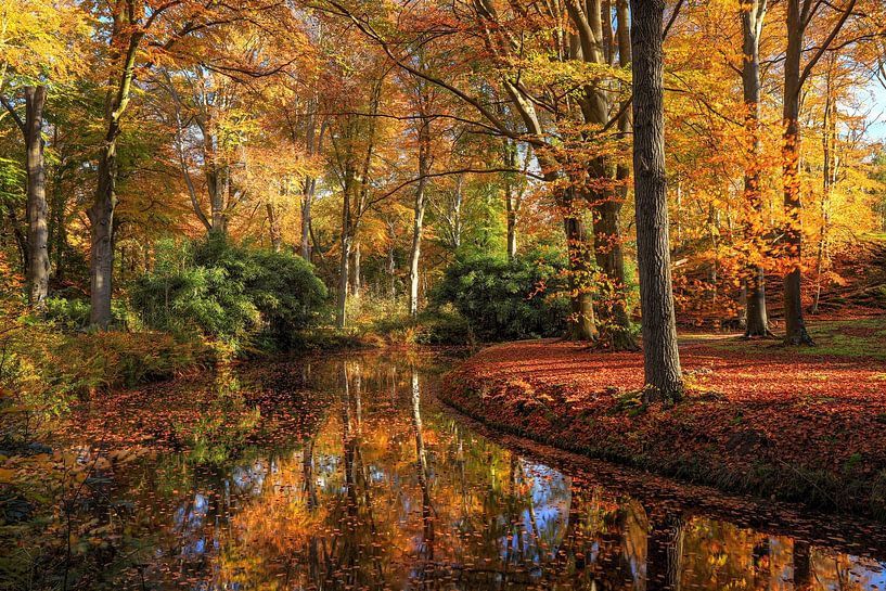 Herbstwald Elswout von FotoBob