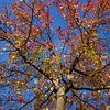 Ahorn (Acer ), buntes Herbstlaub an einem Ahornbaum mit Baumkron von Torsten Krüger