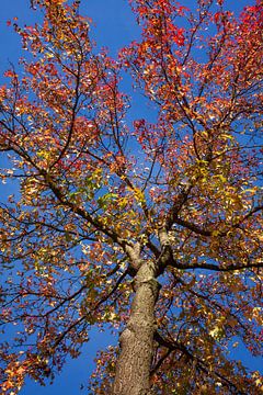 Esdoorn (Acer ), kleurrijk herfstblad aan een esdoorn met boomkruin van Torsten Krüger