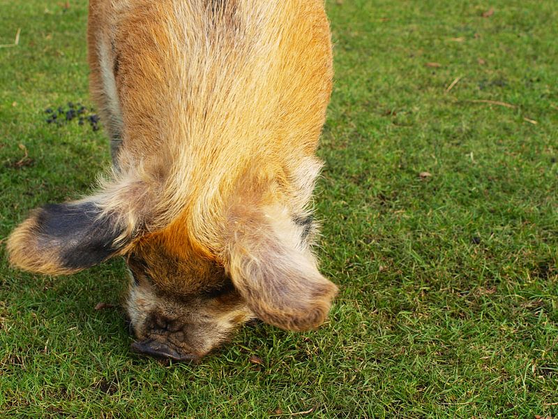 Grazend varken by Rinke Velds