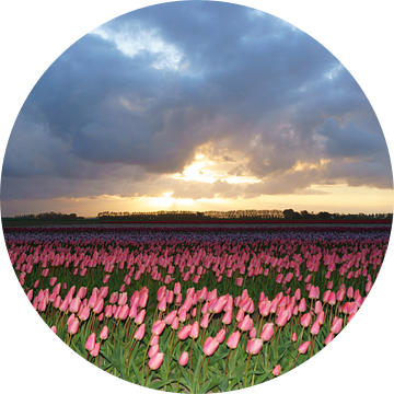 Tulpen op Goeree-Overflakkee van Michel van Kooten