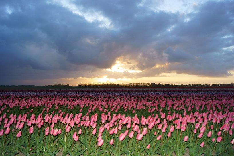 Tulpen auf Goeree-Overflakkee von Michel van Kooten