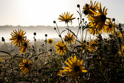 Bloemen in de ochtend dauw