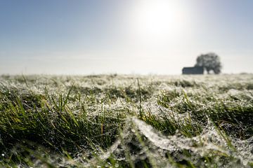 Een nieuwe dag in het natte gras van Daniël Henning