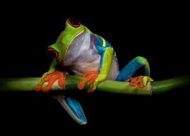 Curiosité sur Ferdinando Valverde