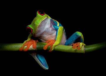 Curiosity by Ferdinando Valverde