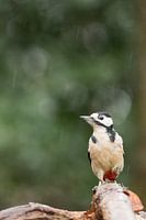 Great spotted woodpecker