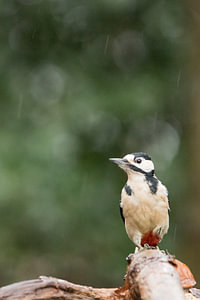 Grote bonte specht