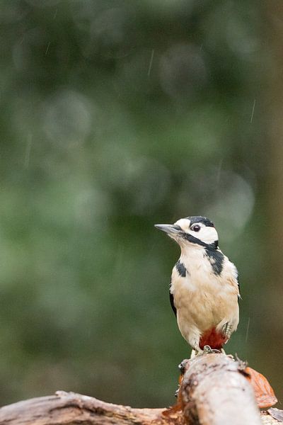 Great spotted woodpecker by Karin van Rooijen Fotografie