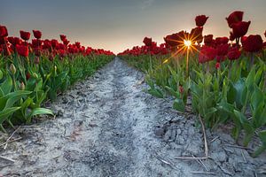 Sunset at Zijldijk sur Ron Buist