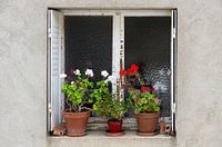 Fenster mit Geranien