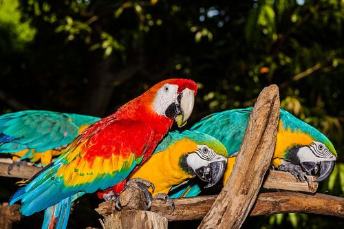 Three parrots
