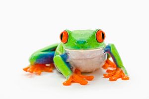 LP 70483625 Red-eyed frog, Agalychnis Callidryas sur BeeldigBeeld Food & Lifestyle