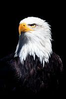 Amerikaanse zeearend portret