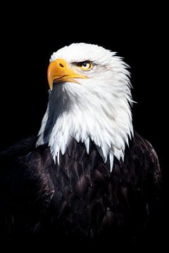 American bald eagle portrait by Marjolein Fortuin