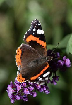 Vlinder op sering van Ulrike Leone