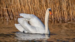Schwan schwimmt für Schilf