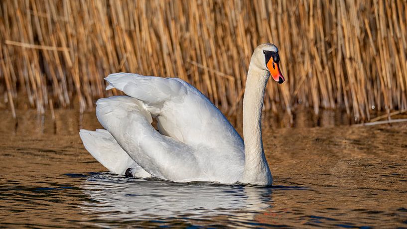Swan Swimming for Reed by Beeld Creaties Ed Steenhoek | Photography and Artificial Images