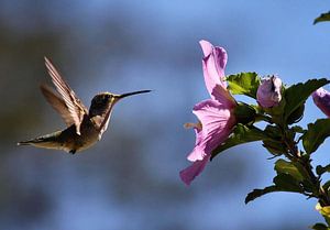 Kolibrie van erikaktus gurun