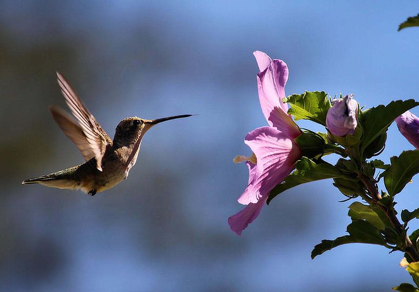 Hummingbird by erikaktus gurun
