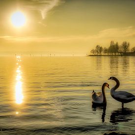 Cygnes au coucher du soleil dans le lac de Constance sur Dieter Walther