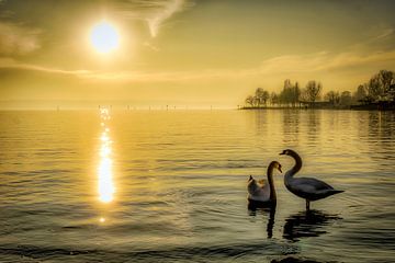 Zwanen bij zonsondergang in het Bodenmeer van Dieter Walther