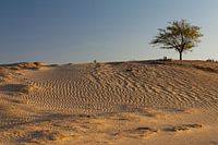 Appelscha - Dunes chauves | Aekingerzand