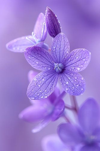 Paarse bloemen met dauwdruppels in close-up
